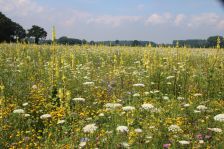 Projekt "Bunte Biomasse" - Wildblumen auf dem Feld von Landwirt Richard Schulte © Foto Kreis Paderborn